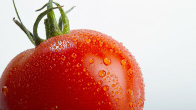 Les tomates un remède naturel pour éviter de finir comme un légume