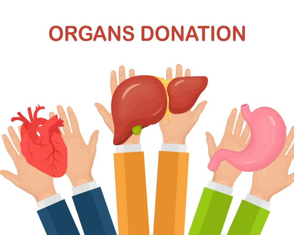 donation-organs-doctors-hands-hold-donor-stomach-heart-liver-transplantation-volunteer-aid