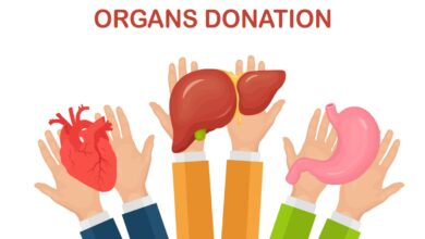 donation-organs-doctors-hands-hold-donor-stomach-heart-liver-transplantation-volunteer-aid