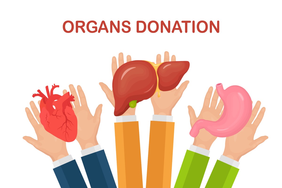 donation-organs-doctors-hands-hold-donor-stomach-heart-liver-transplantation-volunteer-aid