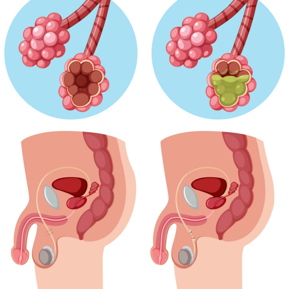 male-female-reproductive-system-vector