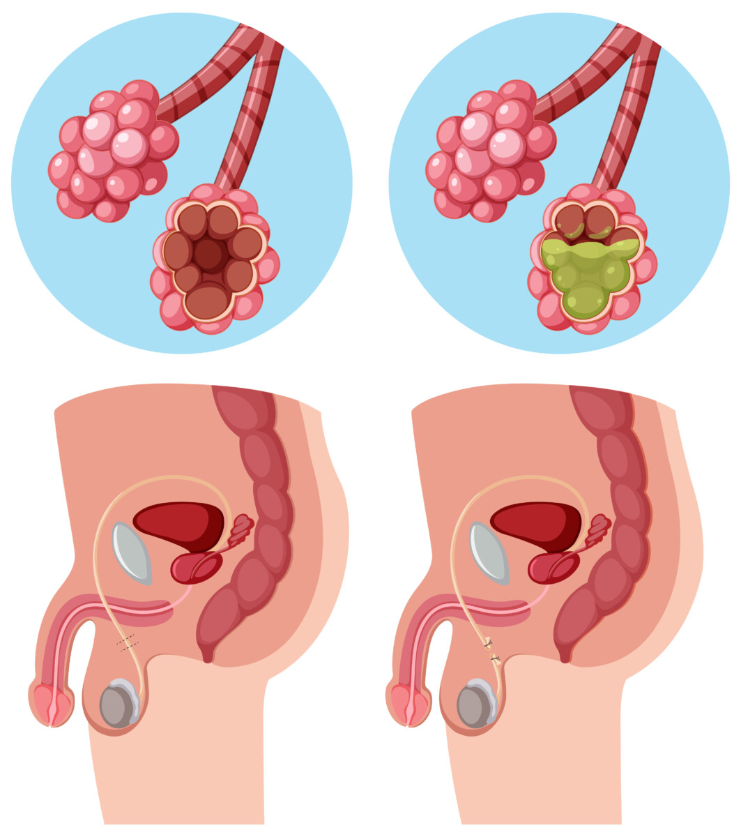 male-female-reproductive-system-vector