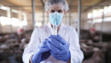 veterinarian-with-protective-gloves-mask-preparing-vaccine-injection-pig-farm