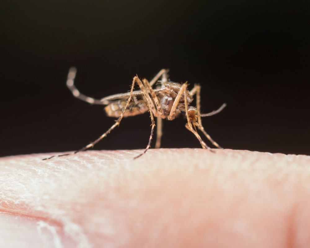 Sensibilisation et prévention de la dengue en martinique : Protégeons ensemble notre communauté.