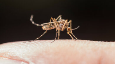 Sensibilisation et prévention de la dengue en martinique : Protégeons ensemble notre communauté.