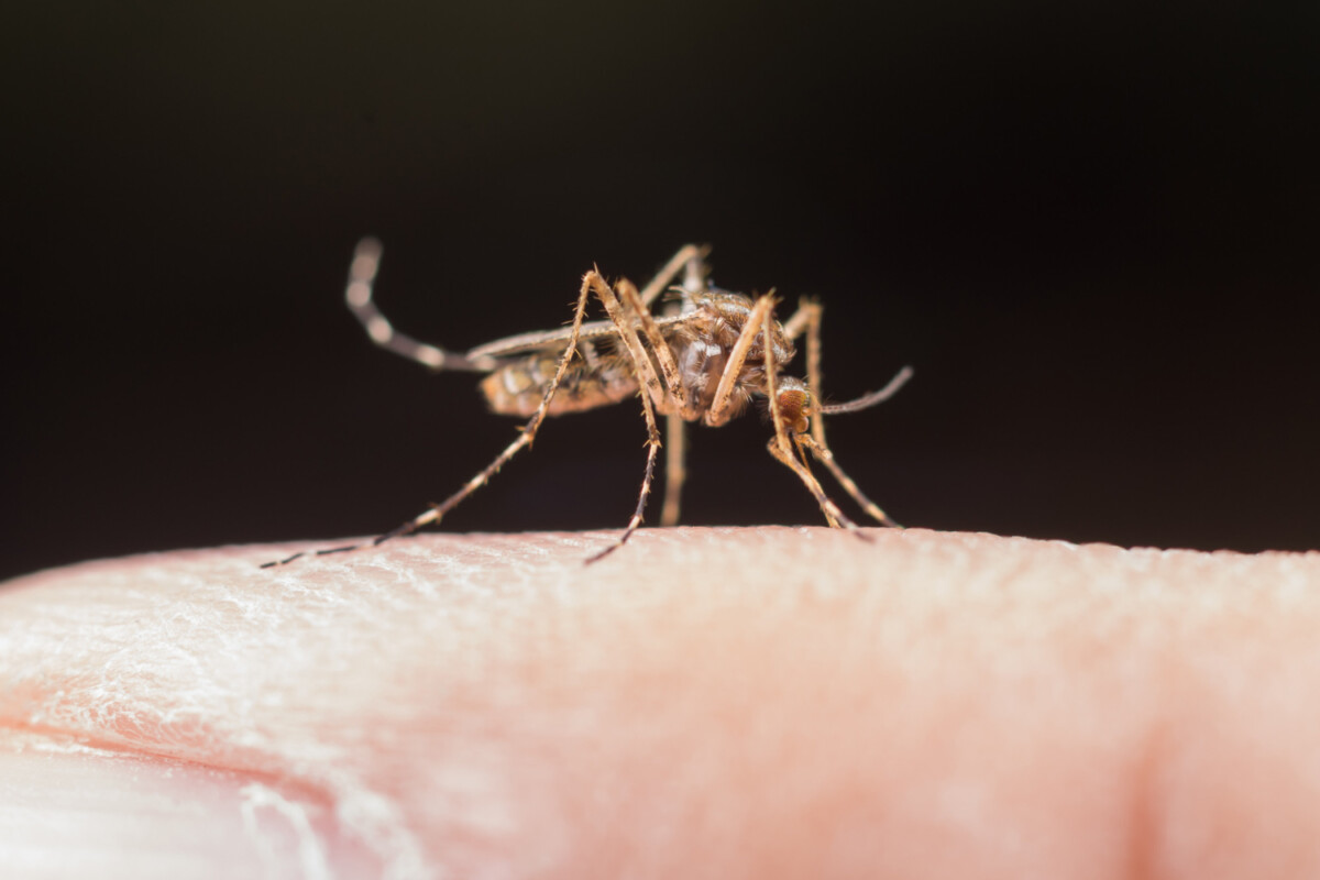 Sensibilisation et prévention de la dengue en martinique : Protégeons ensemble notre communauté.