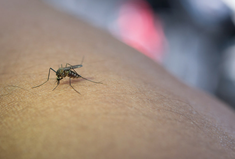 close-up-mosquito-sucking-blood-from-human-arm