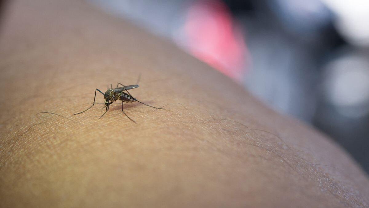 close-up-mosquito-sucking-blood-from-human-arm